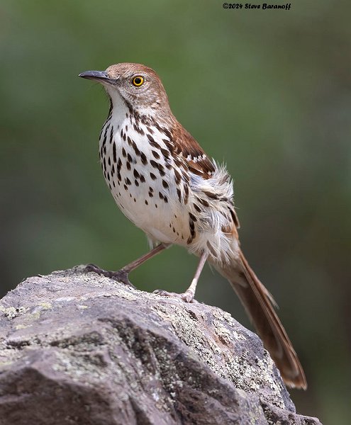 _B248544 brown thrasher.jpg